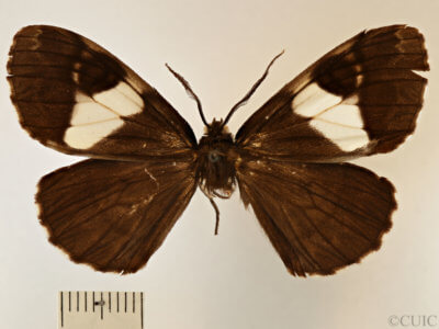 dorsal view of adult Nephodia sororcula
