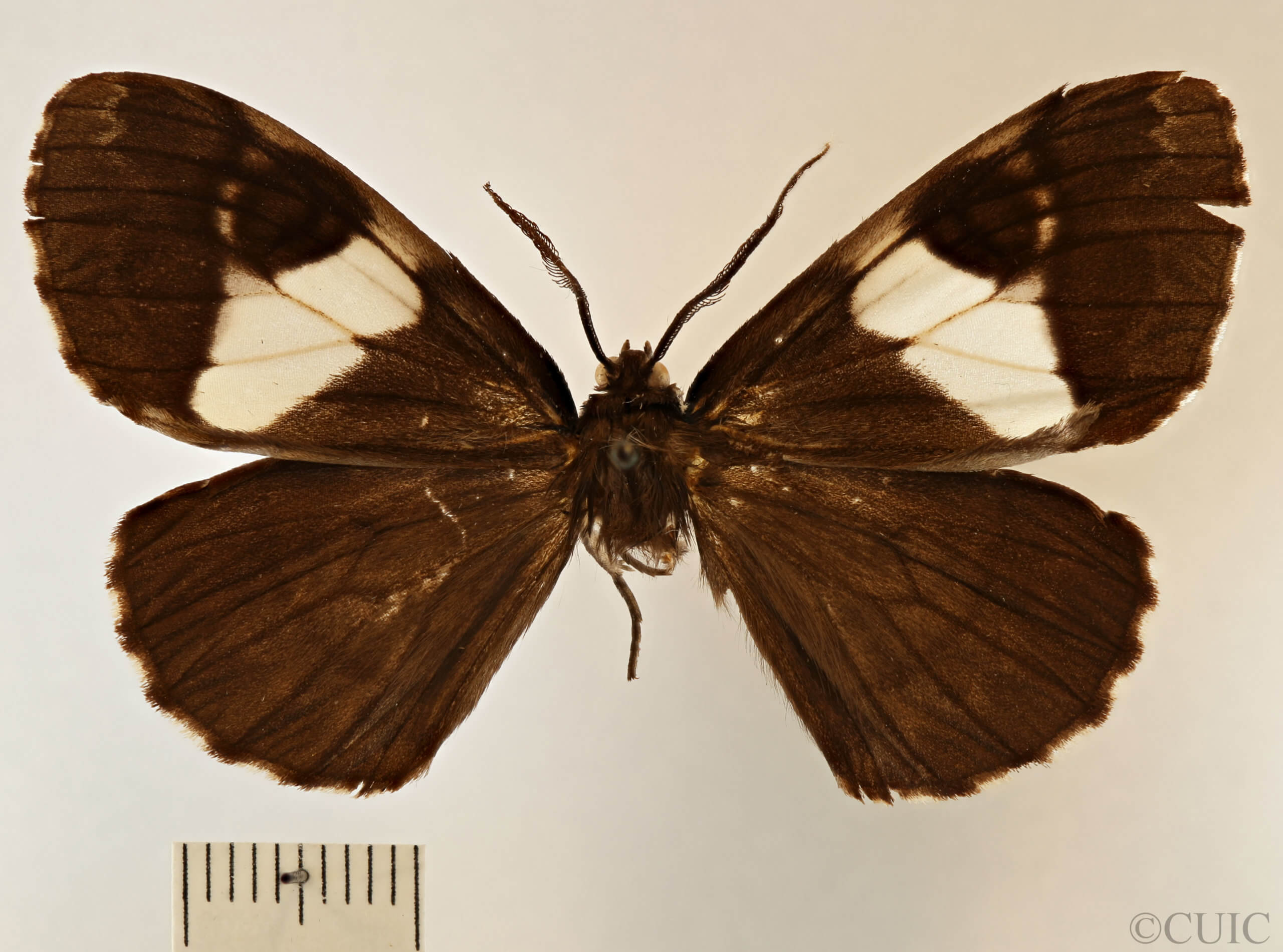 dorsal view of adult Nephodia sororcula
