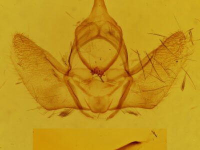 genitalia view of adult Nephodia sororcula