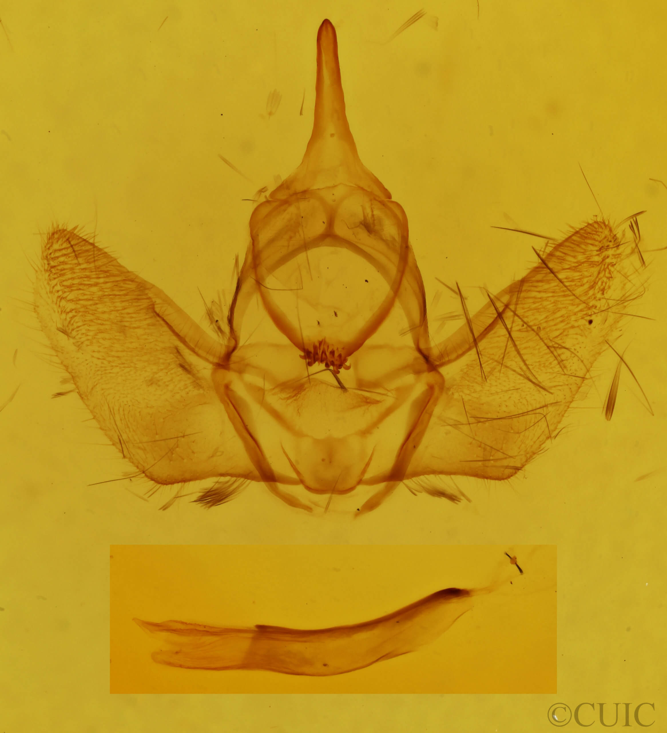genitalia view of adult Nephodia sororcula