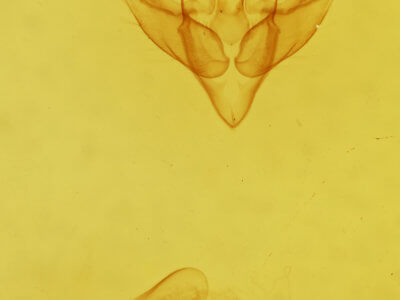 genitalia view of adult Nonagria