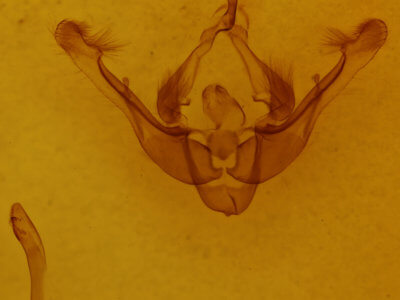 genitalia view of adult Capsula algae