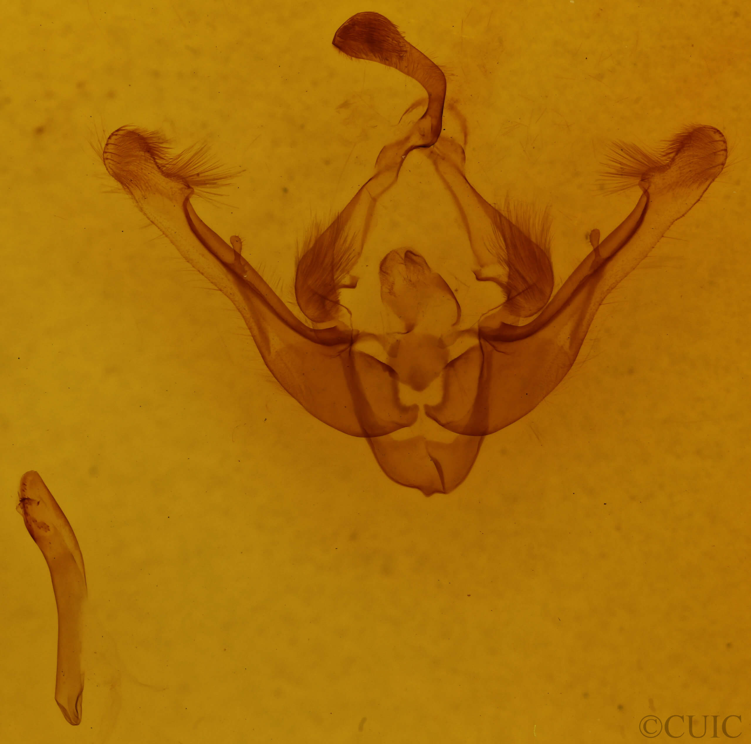 genitalia view of adult Capsula algae