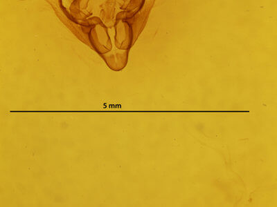 genitalia view of adult Coenobia rufa