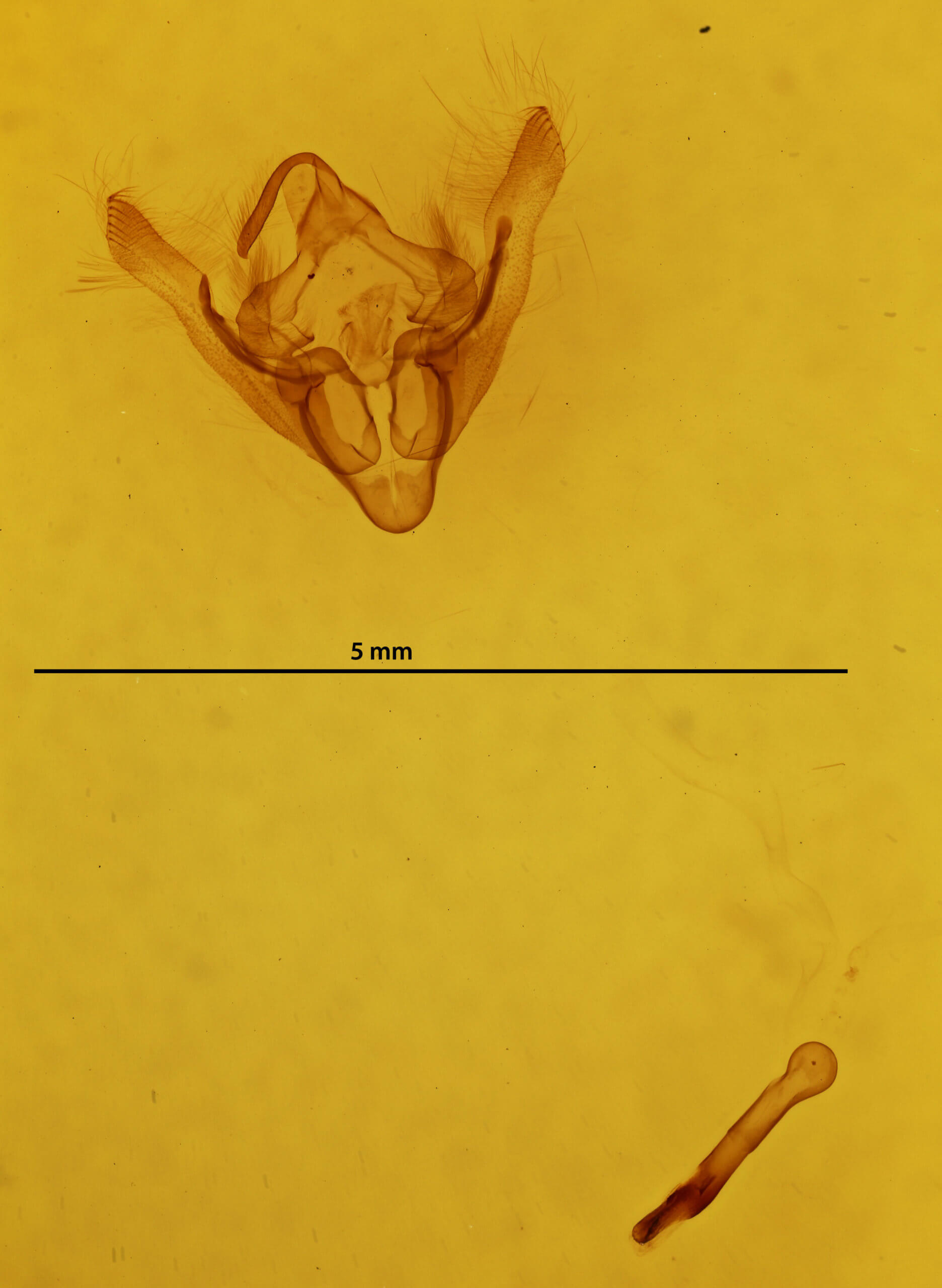 genitalia view of adult Coenobia rufa
