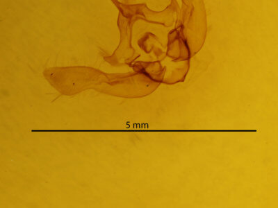 genitalia view of adult Archanara geminipuncta