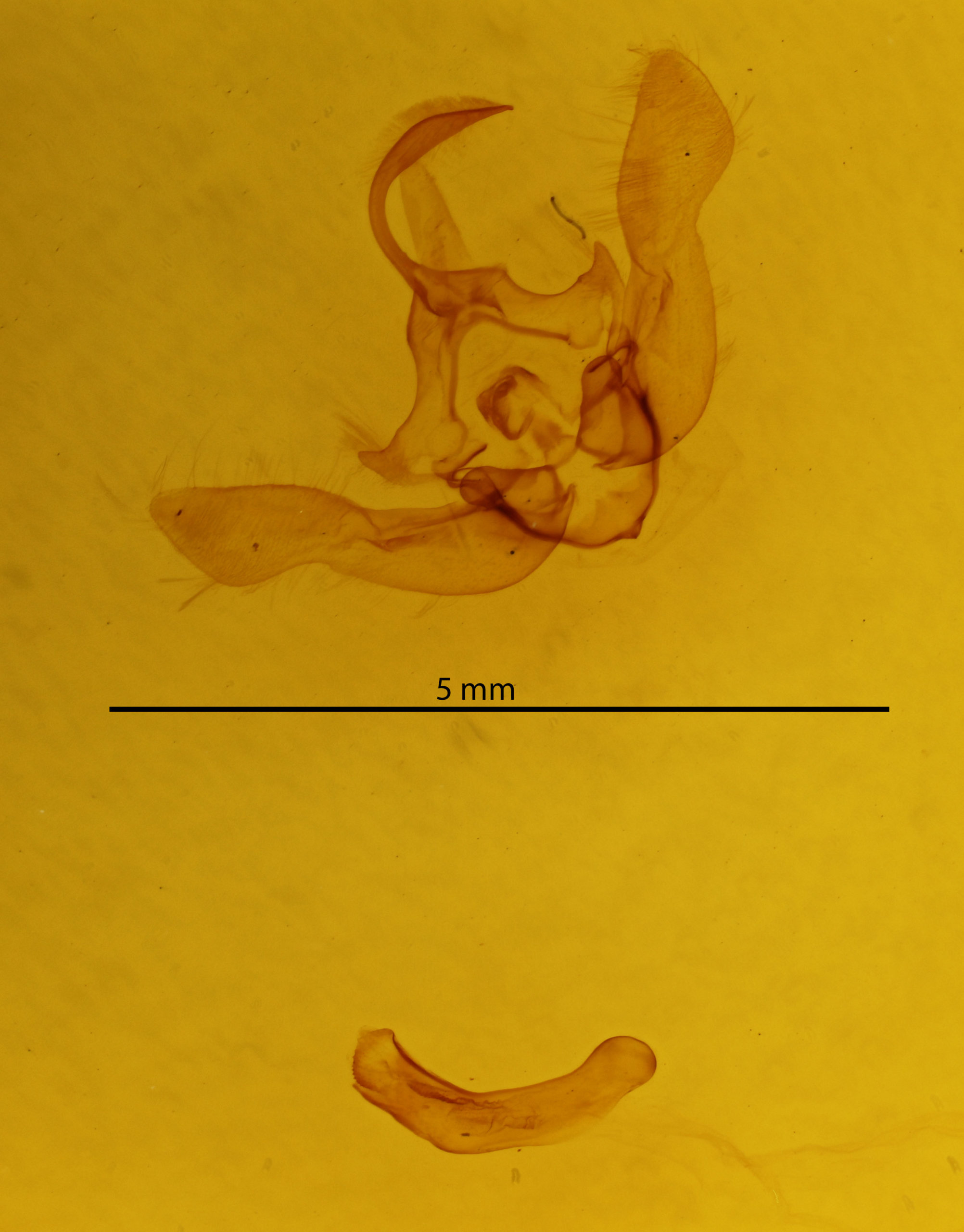 genitalia view of adult Archanara geminipuncta