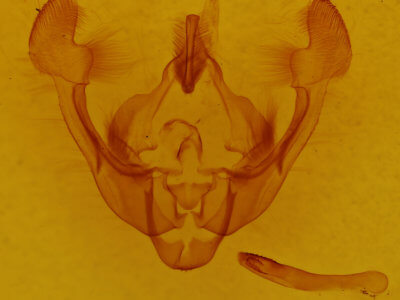 genitalia view of adult Globia sparganii