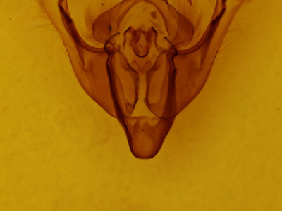 genitalia view of adult Nonagria typhae
