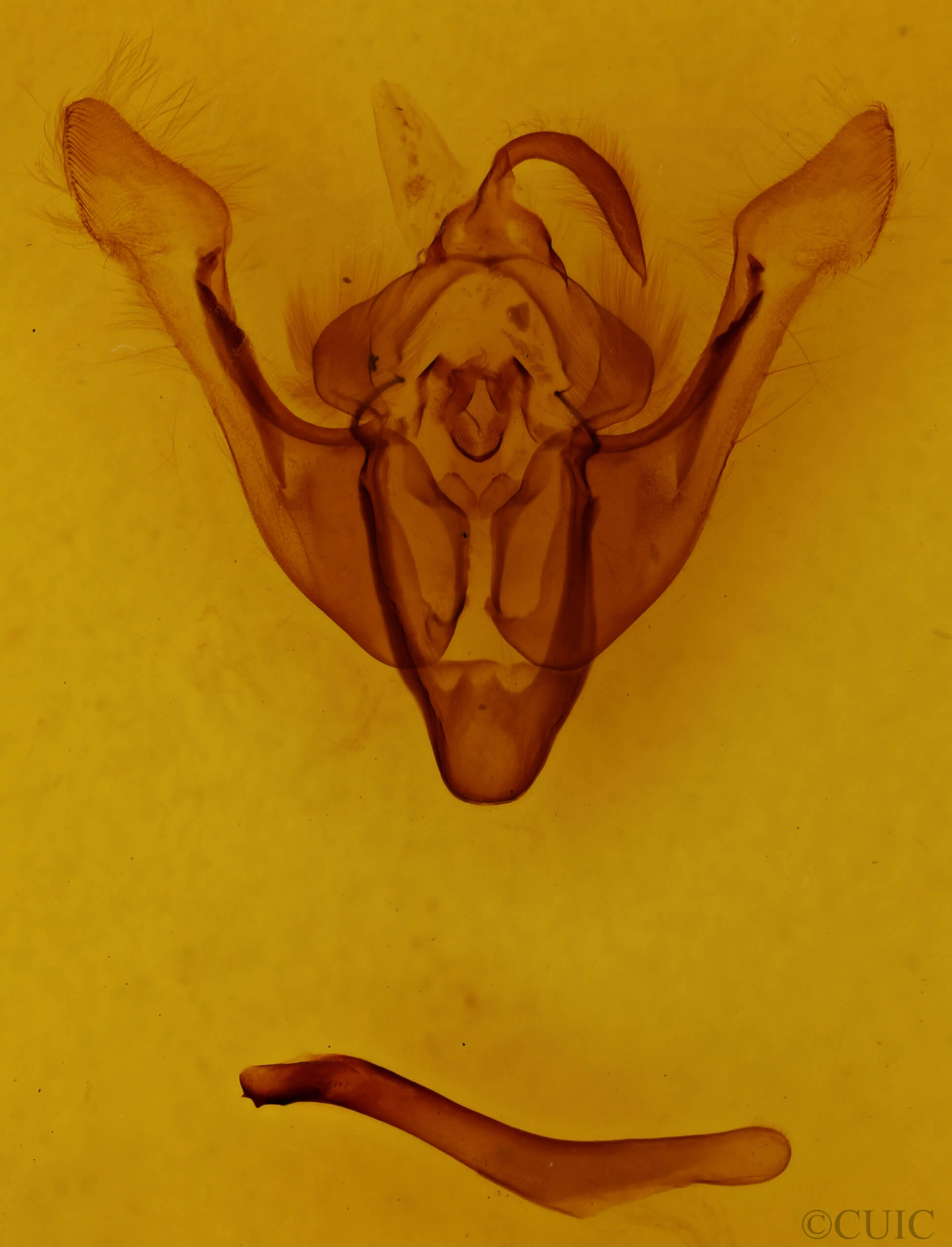 genitalia view of adult Nonagria typhae