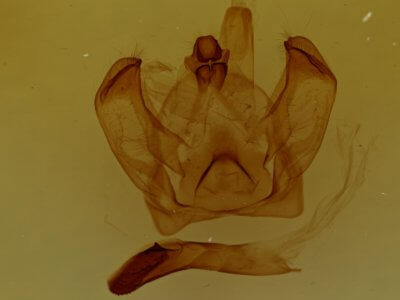 genitalia view of adult Notodonta stigmatica
