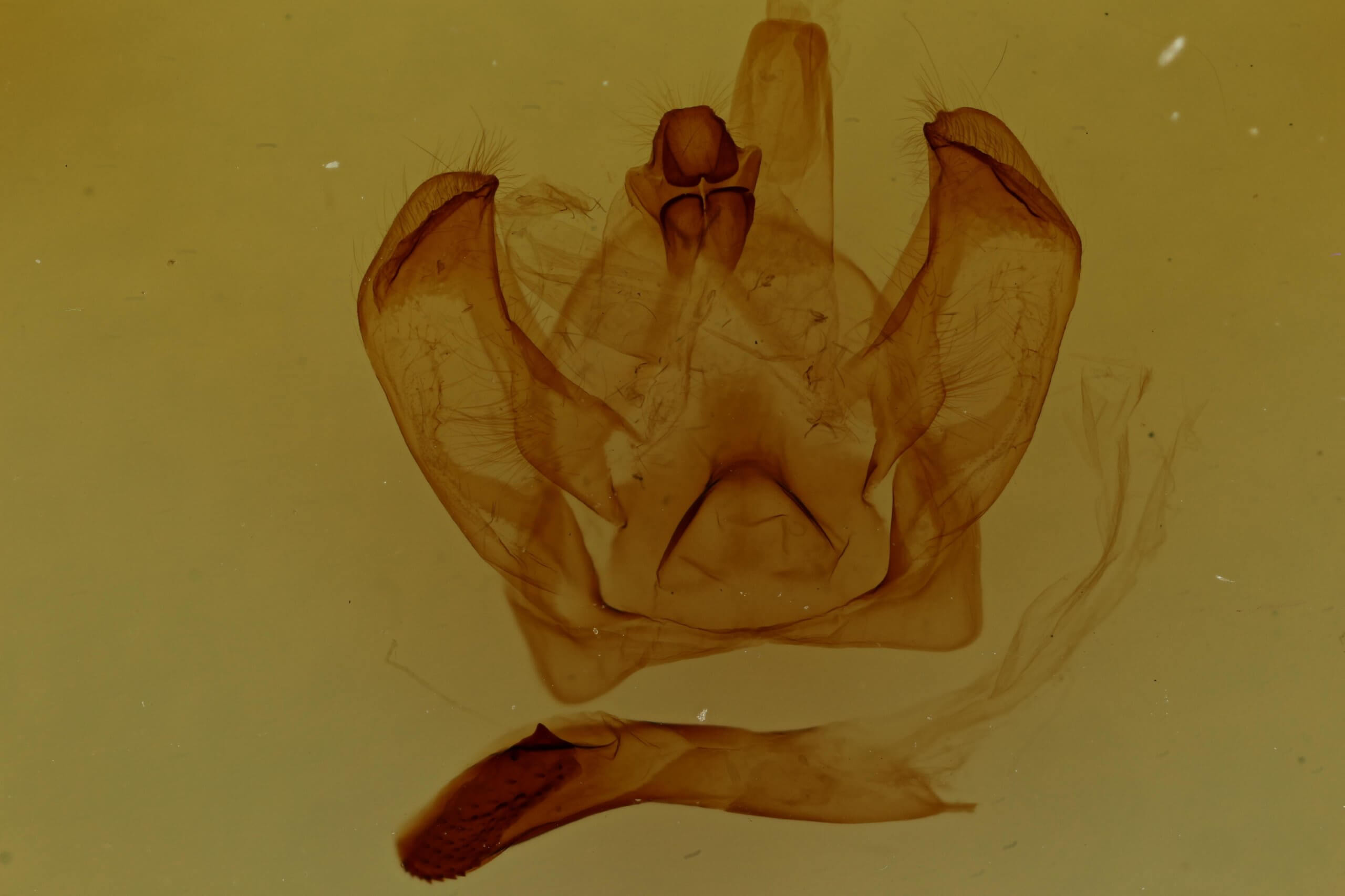 genitalia view of adult Notodonta stigmatica