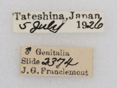 label view of adult Notodonta stigmatica