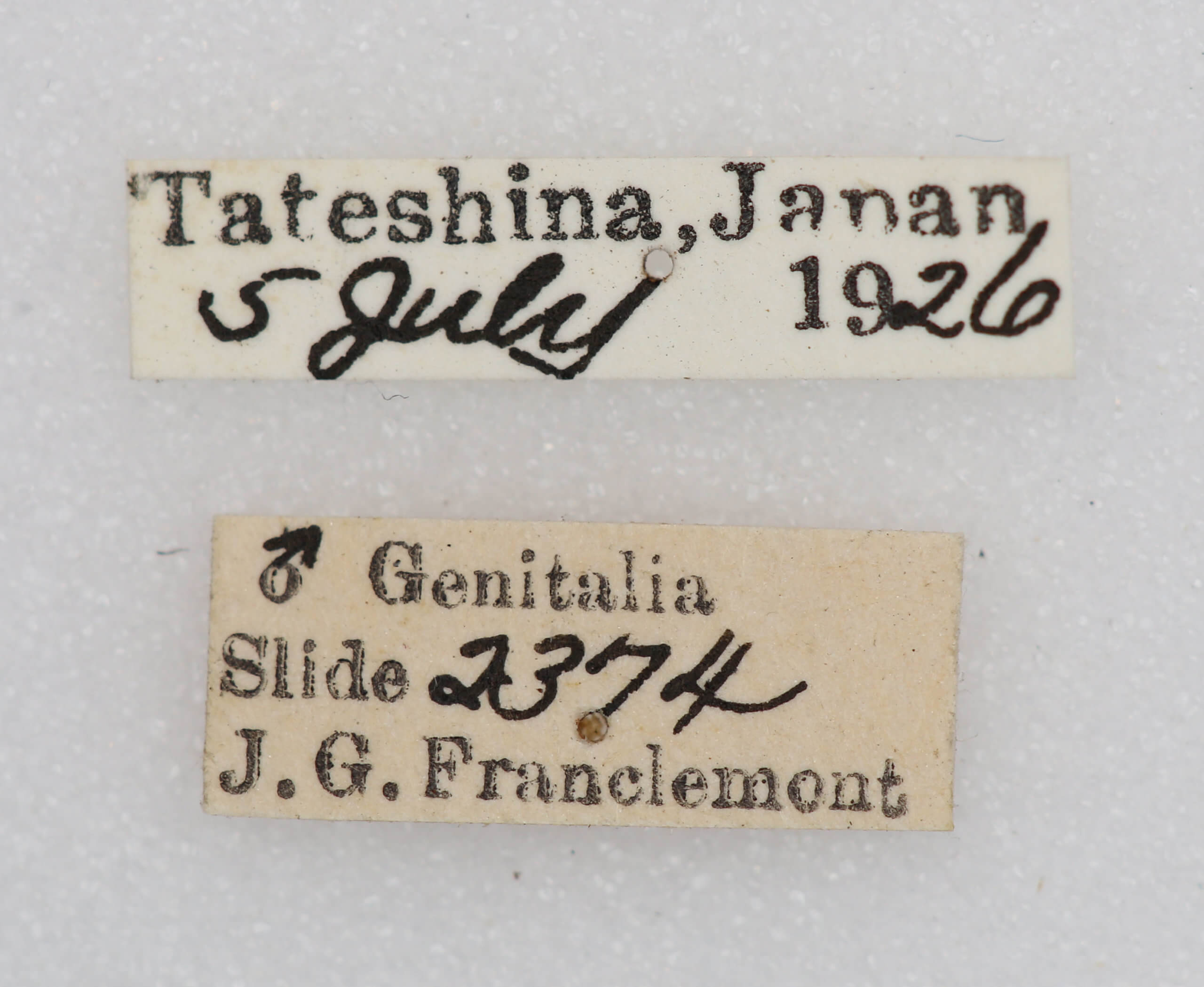 label view of adult Notodonta stigmatica