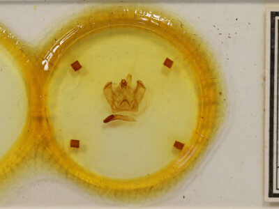 slide view of adult Notodonta stigmatica