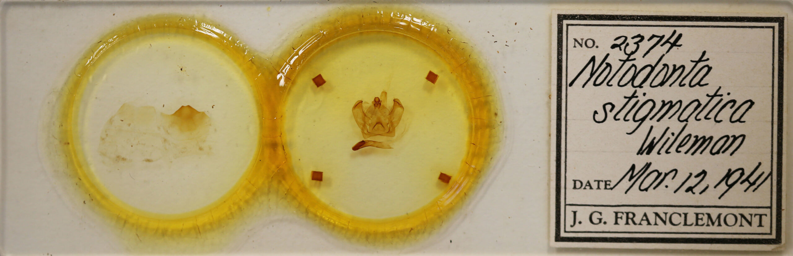 slide view of adult Notodonta stigmatica