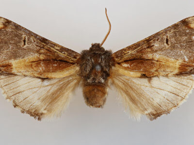 dorsal view of adult Notodonta stigmatica