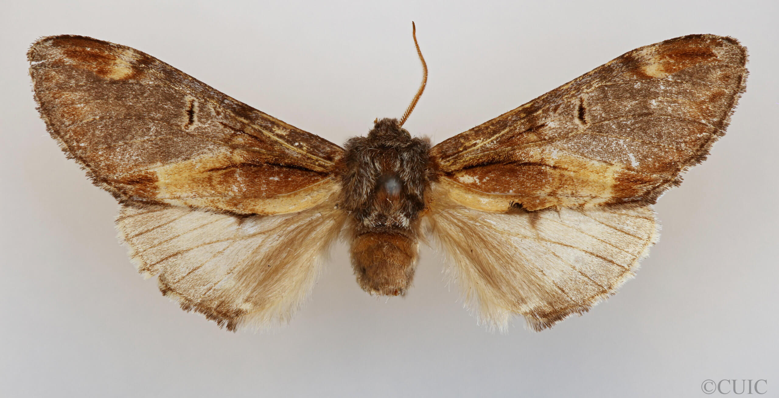 dorsal view of adult Notodonta stigmatica