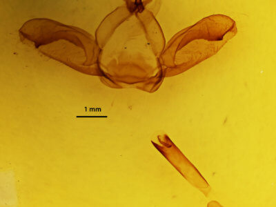 genitalia view of adult Notodonta torva