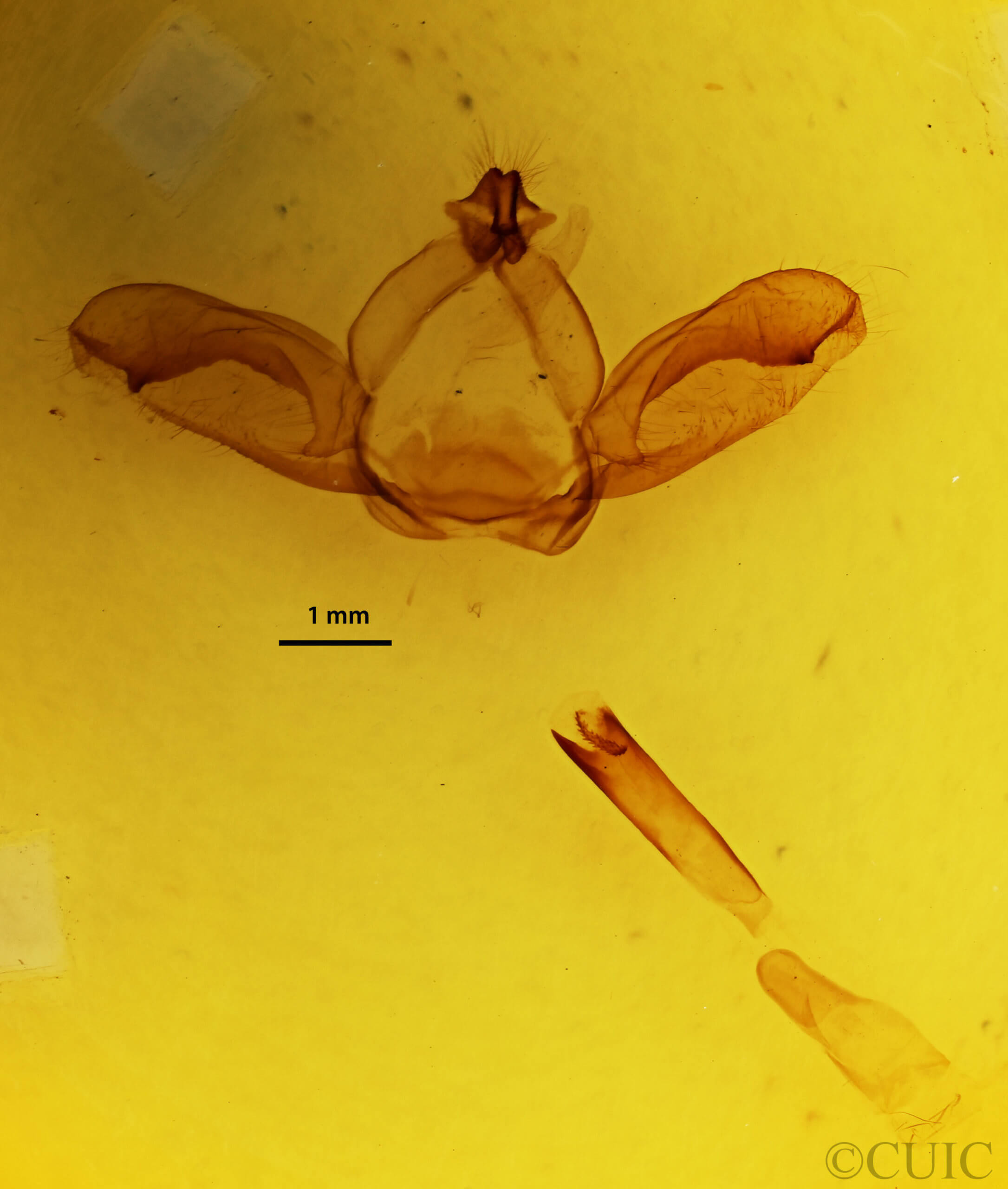 genitalia view of adult Notodonta torva