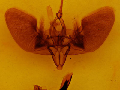 genitalia view of adult Lyssa zampa