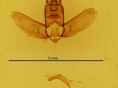 genitalia view of adult Olceclostera