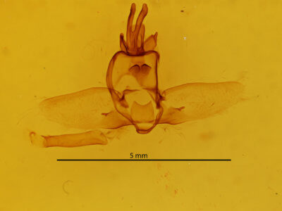 genitalia view of adult Olceclostera