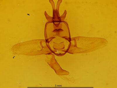 genitalia view of adult Olceclostera