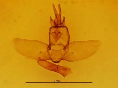 genitalia view of adult Olceclostera amoria