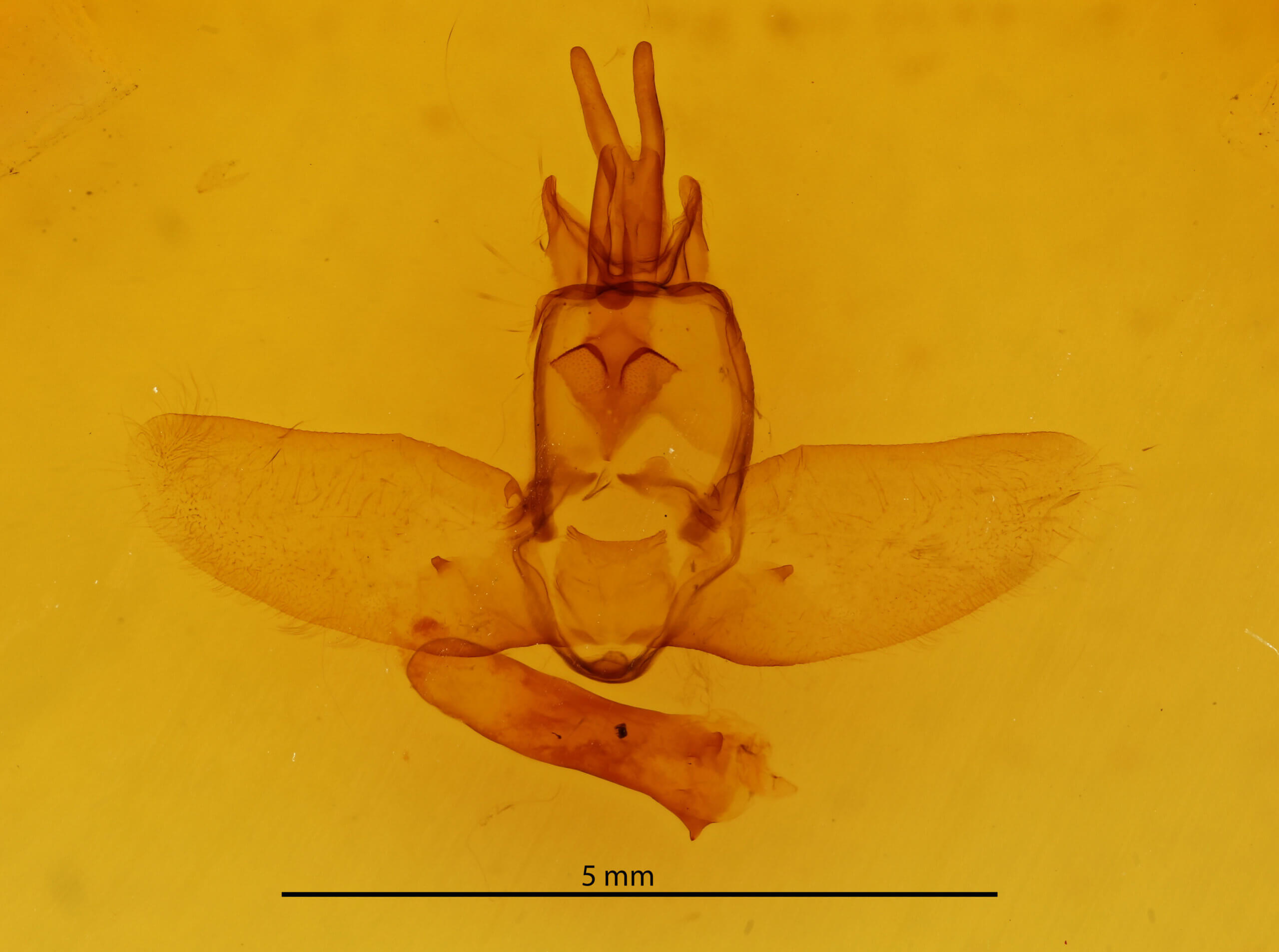 genitalia view of adult Olceclostera amoria