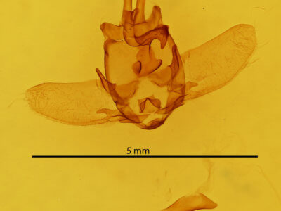 genitalia view of adult Olceclostera basifusca