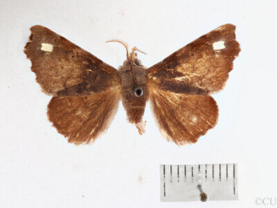 dorsal view of adult Olceclostera basifusca