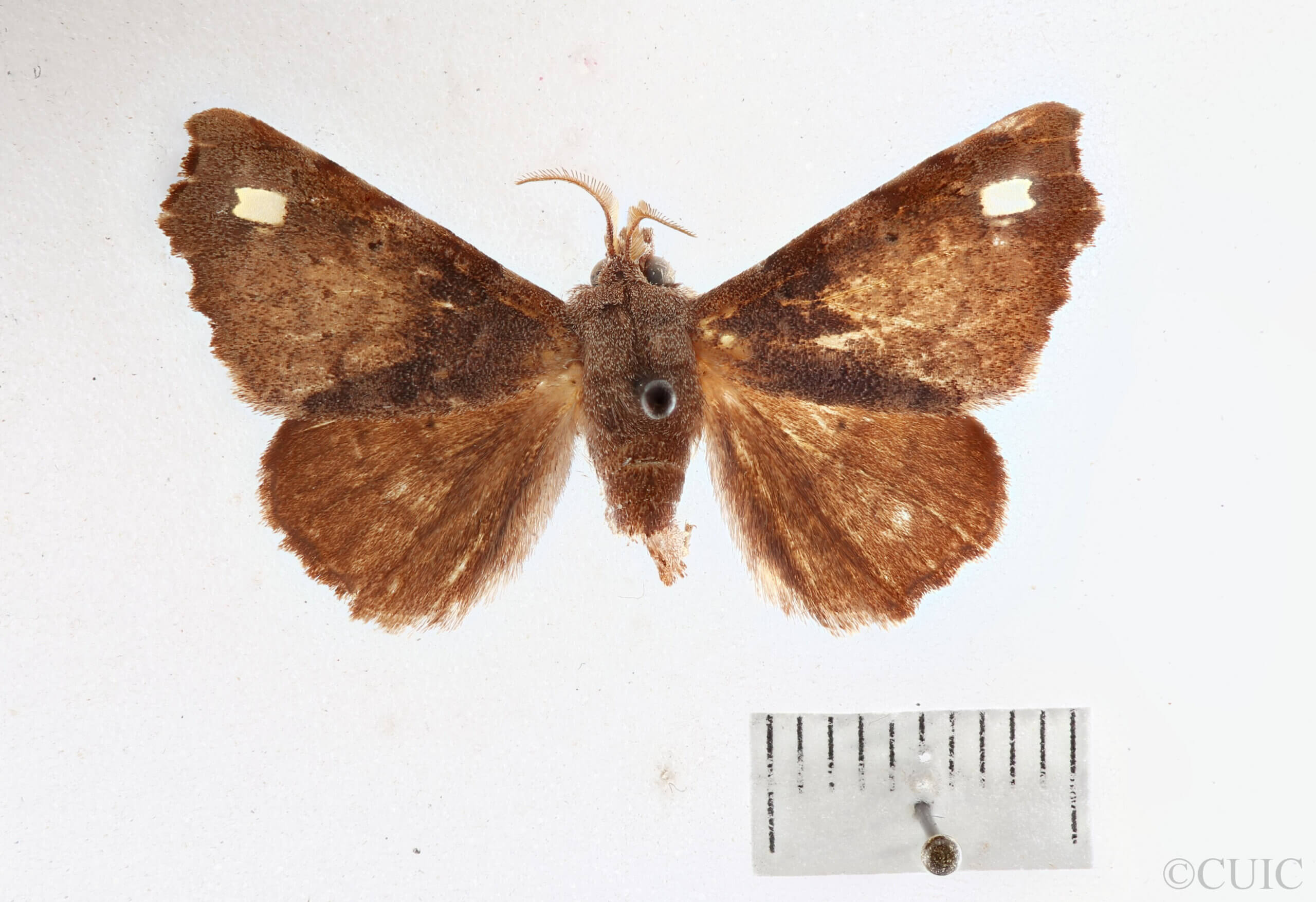 dorsal view of adult Olceclostera basifusca