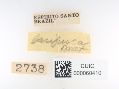 label view of Olceclostera basifusca