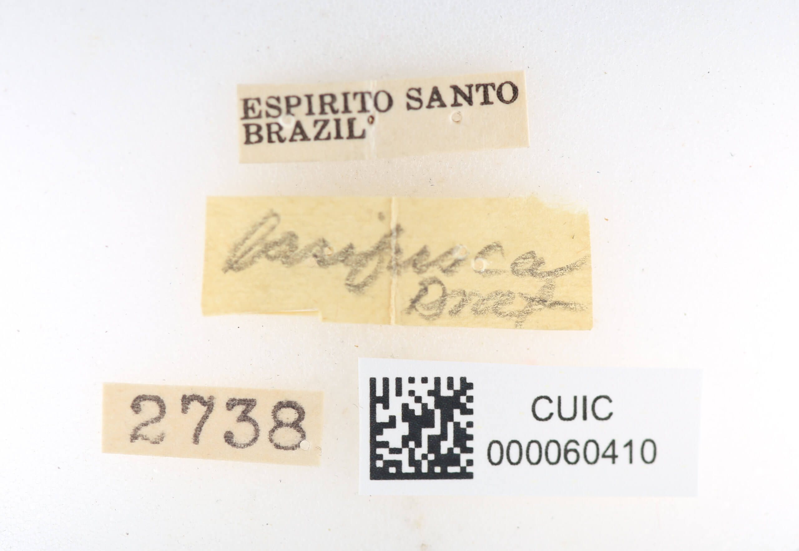 label view of Olceclostera basifusca