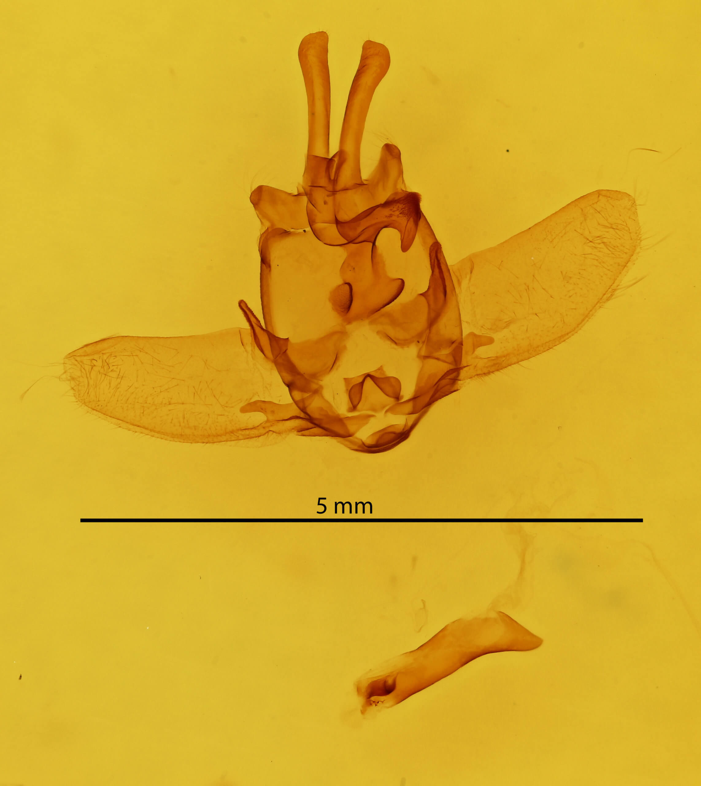 genitalia view of adult Olceclostera basifusca