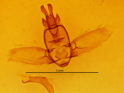 genitalia view of adult Olceclostera bifenestrata