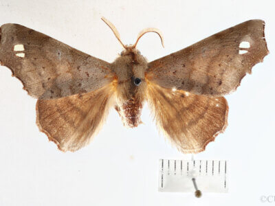 dorsal view of adult Olceclostera bifenestrata