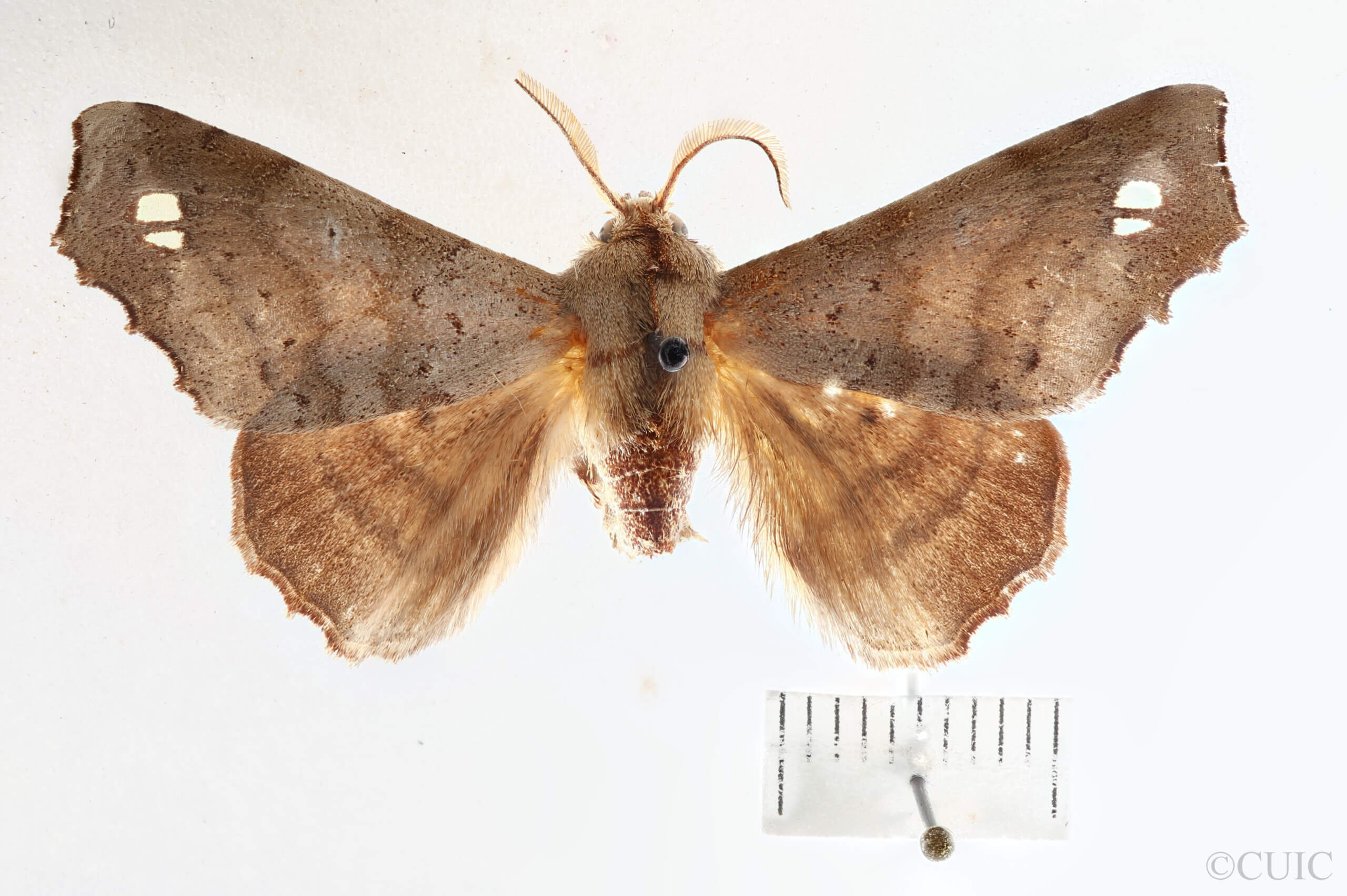 dorsal view of adult Olceclostera bifenestrata