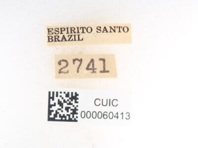 label view of Olceclostera bifenestrata