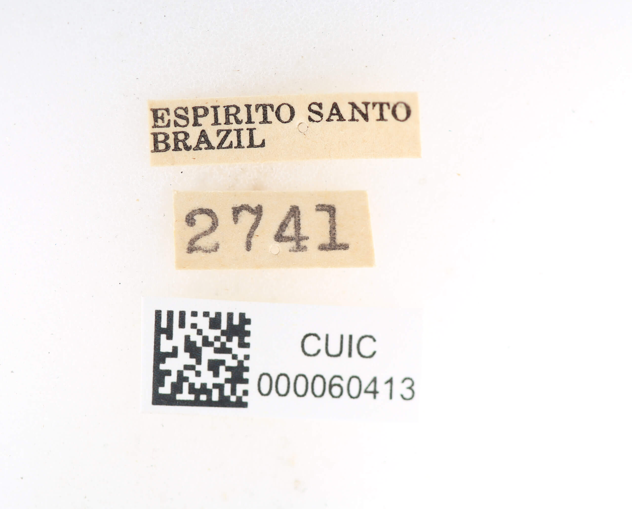 label view of Olceclostera bifenestrata