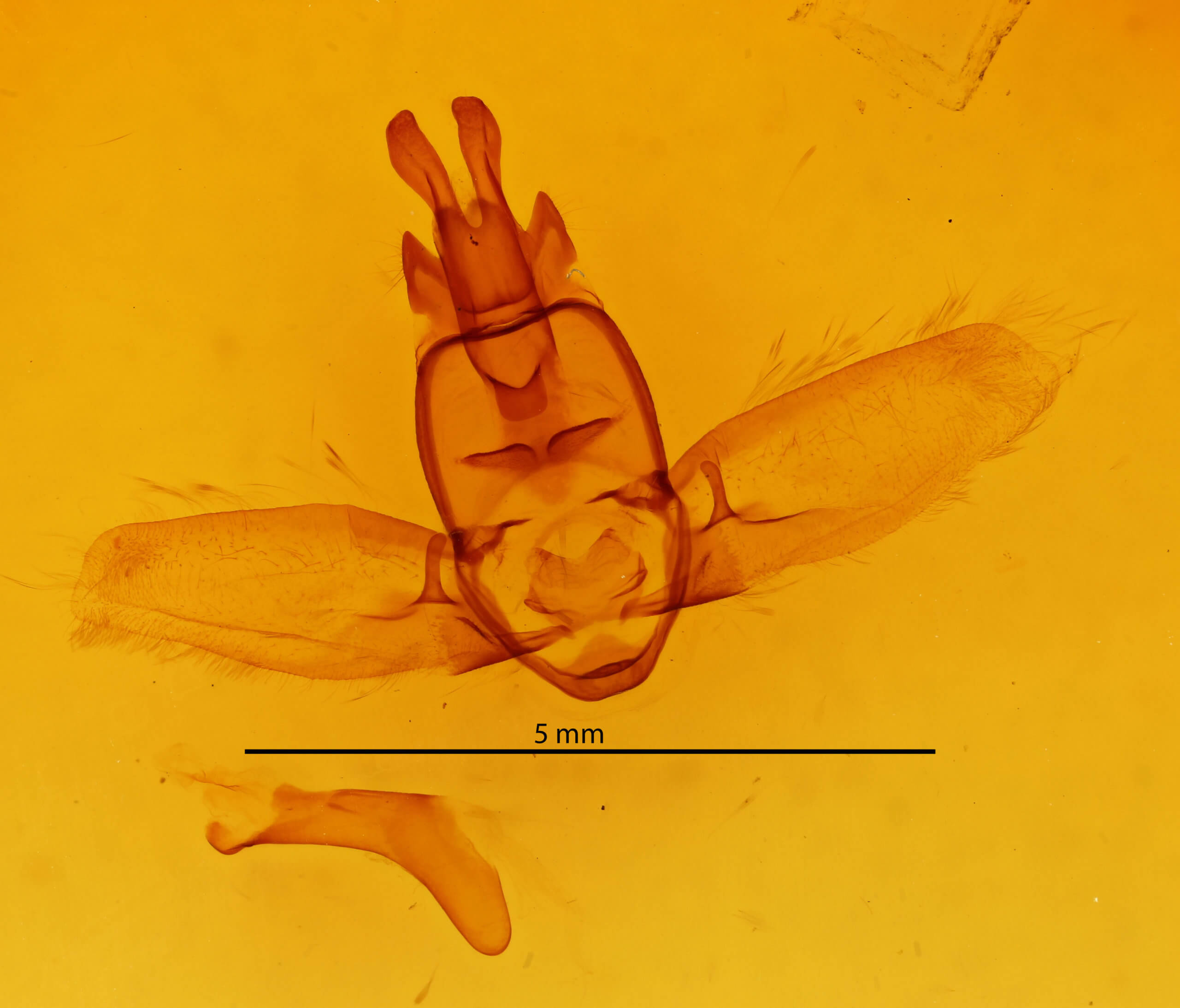 genitalia view of adult Olceclostera bifenestrata