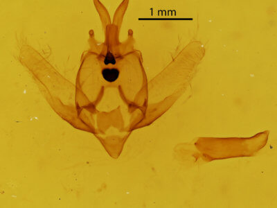 genitalia view of adult Olceclostera bilinea