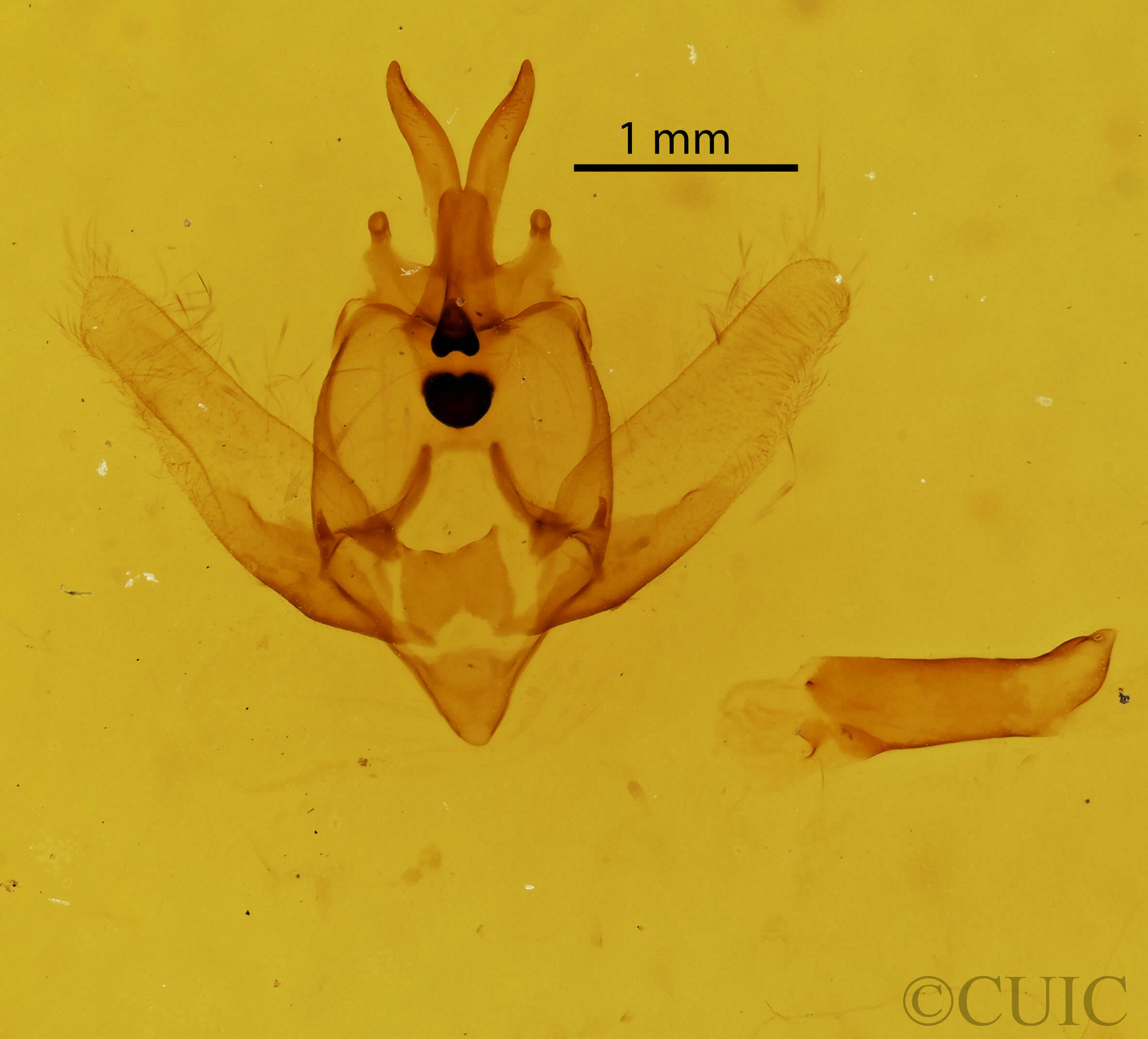 genitalia view of adult Olceclostera bilinea