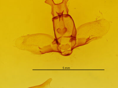genitalia view of adult Olceclostera microps