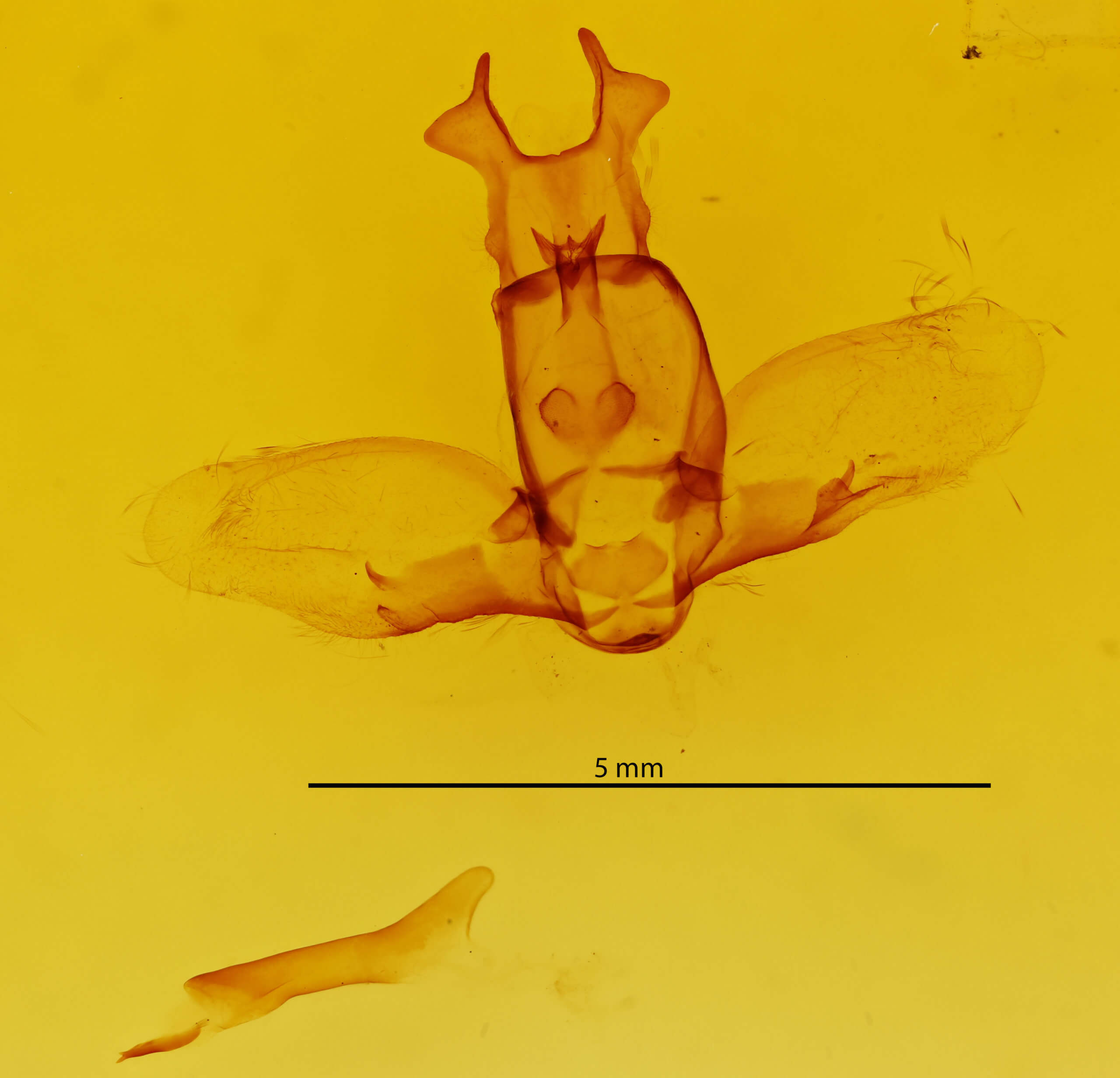 genitalia view of adult Olceclostera microps