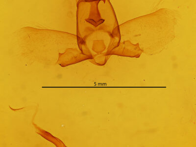 genitalia view of adult Olceclostera truncata