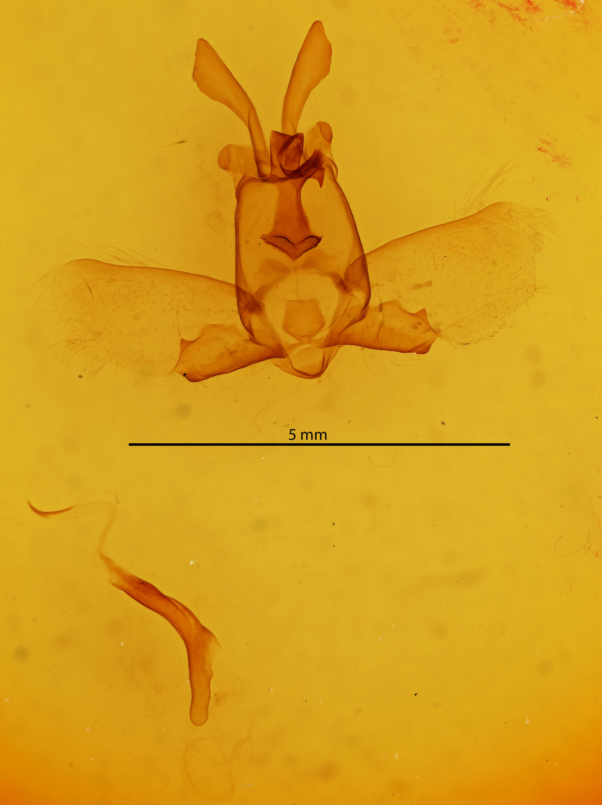 genitalia view of adult Olceclostera truncata