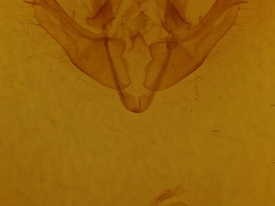 genitalia view of adult Fishia illocata