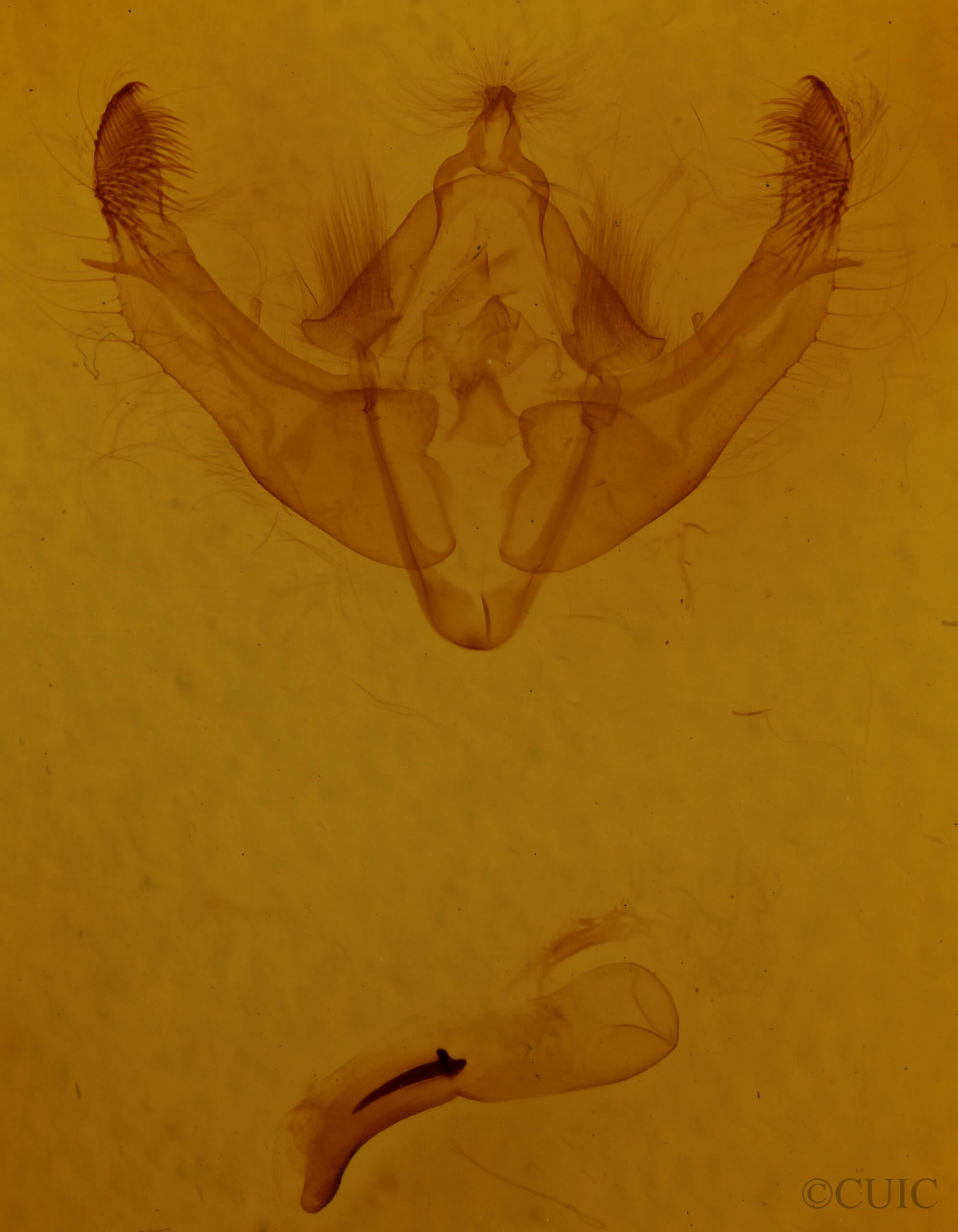 genitalia view of adult Fishia illocata